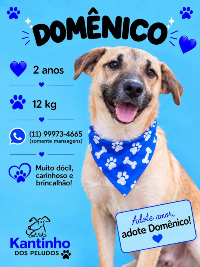 Cachorro raça SRD-ViraLata idade 2 anos nome Demétrio 