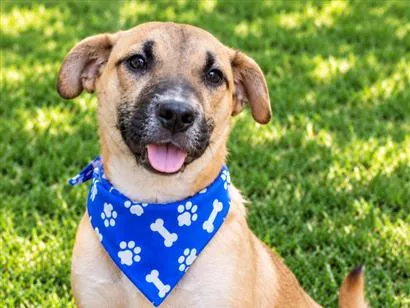 Cachorro raça SRD-ViraLata idade 2 anos nome Demétrio 