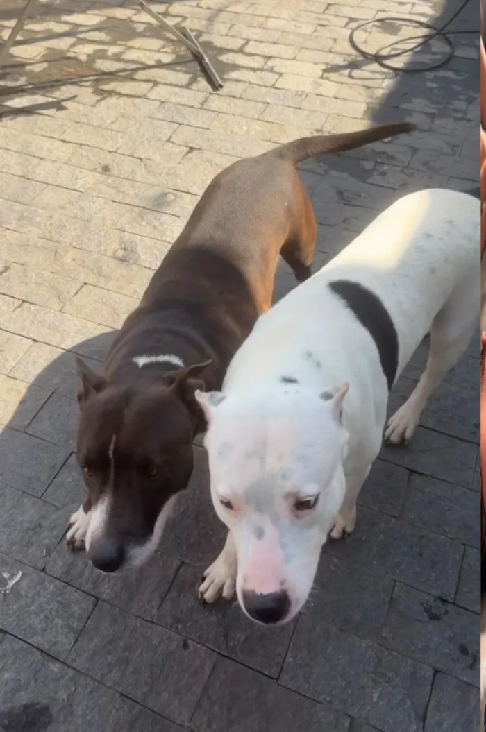 Cachorro raça SRD-ViraLata idade 6 ou mais anos nome Rita