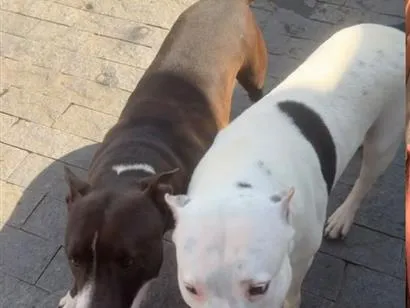 Cachorro raça SRD-ViraLata idade 6 ou mais anos nome Rita