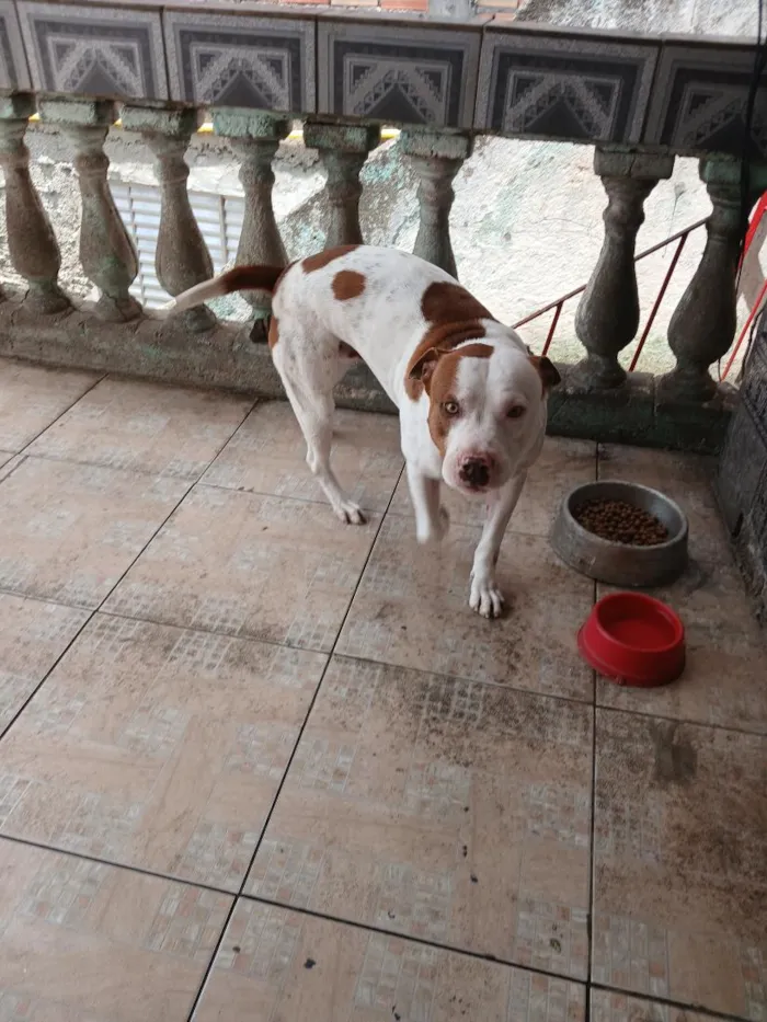 Cachorro raça Pit-Bull idade 3 anos nome Zeus