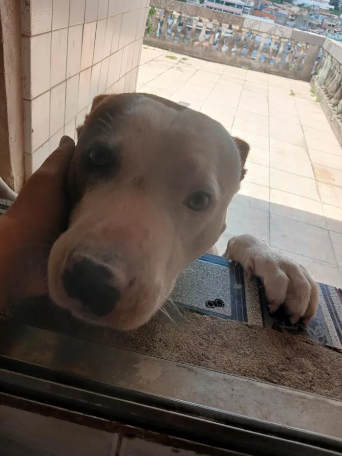 Cachorro raça Pit-Bull idade 3 anos nome Zeus