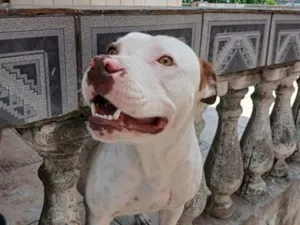 Cachorro raça Pit-Bull idade 3 anos nome Zeus