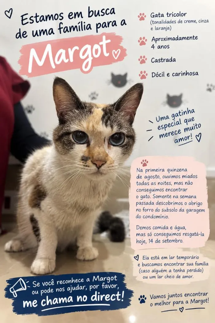 Gato raça SRD-ViraLata idade 4 anos nome Margot