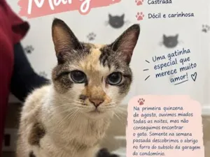 Gato raça SRD-ViraLata idade 4 anos nome Margot
