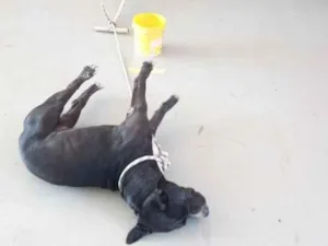 Cachorro raça Pit-Bull idade 3 anos nome Negão 