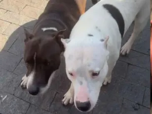 Cachorro raça SRD-ViraLata idade 6 ou mais anos nome Rita
