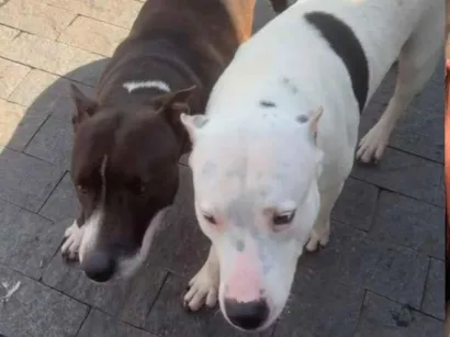 Cachorro raça SRD-ViraLata idade 6 ou mais anos nome Rita