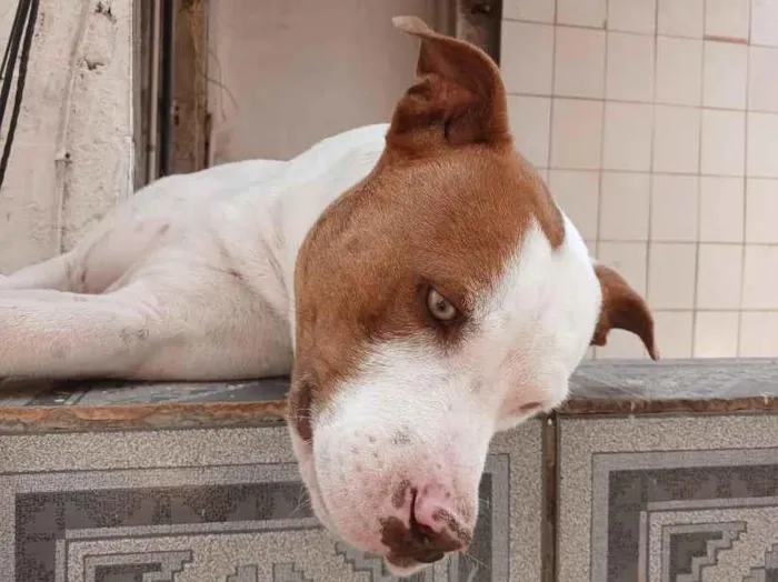 Cachorro raça Pit-Bull idade 3 anos nome Zeus