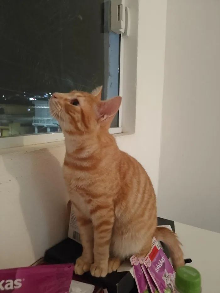 Gato raça SRD-ViraLata idade 2 a 6 meses nome Romeu