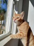 Romeu