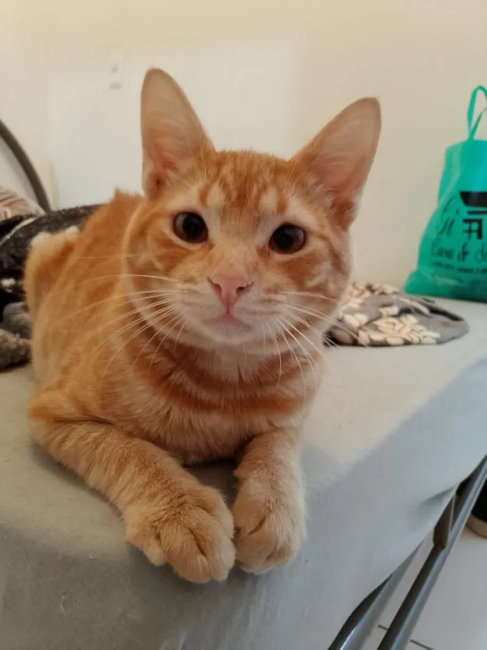 Gato raça SRD-ViraLata idade 2 a 6 meses nome Romeu