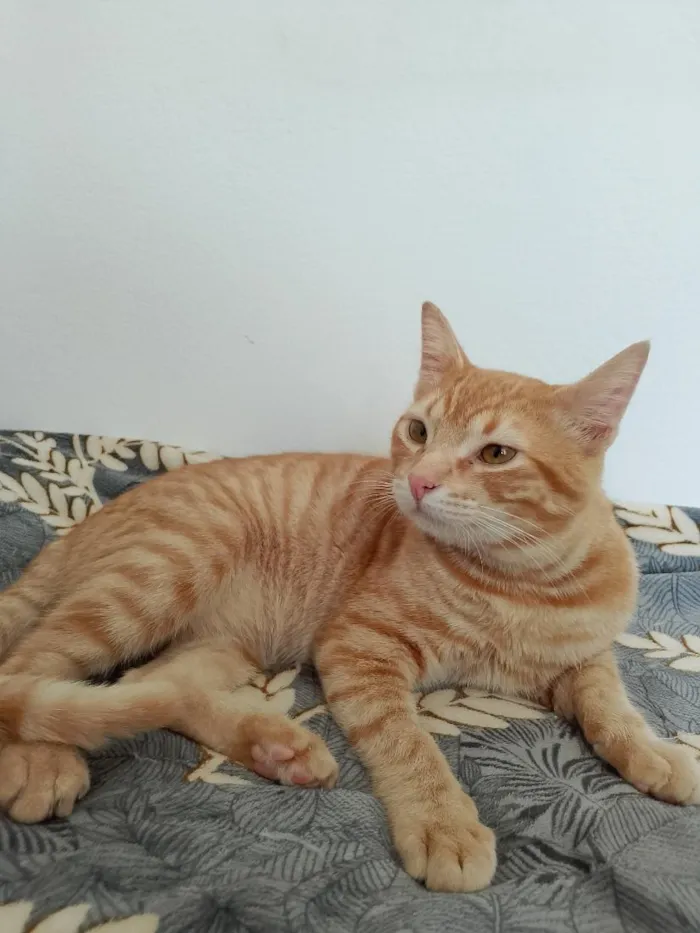 Gato raça SRD-ViraLata idade 2 a 6 meses nome Romeu