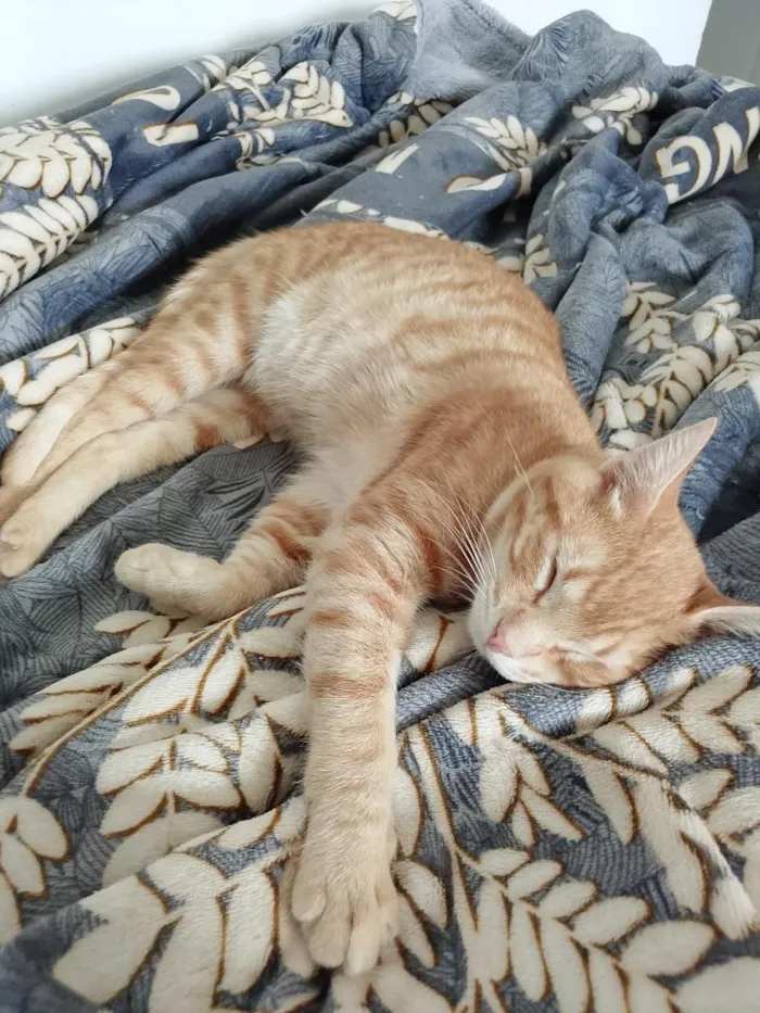 Gato raça SRD-ViraLata idade 2 a 6 meses nome Romeu
