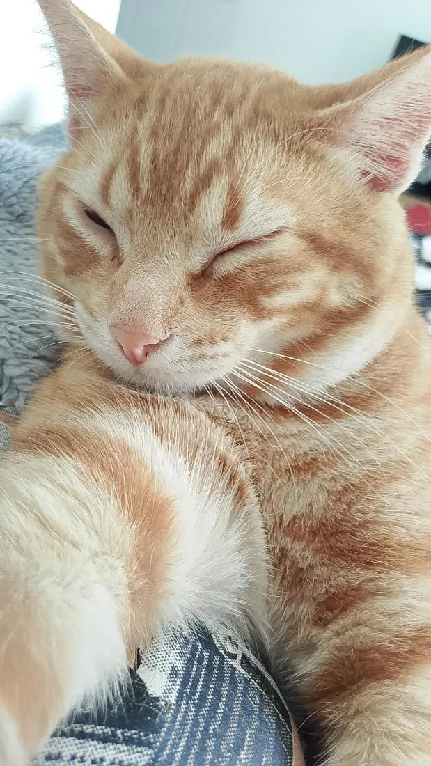 Gato raça SRD-ViraLata idade 2 a 6 meses nome Romeu