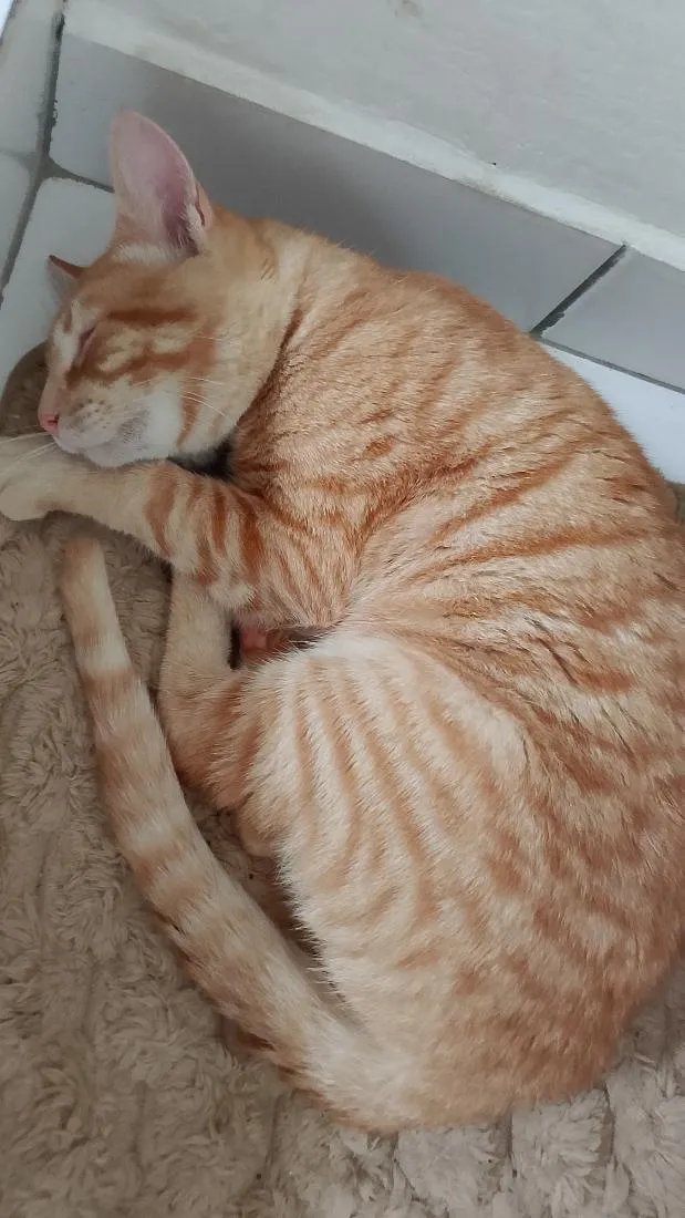Gato raça SRD-ViraLata idade 2 a 6 meses nome Romeu