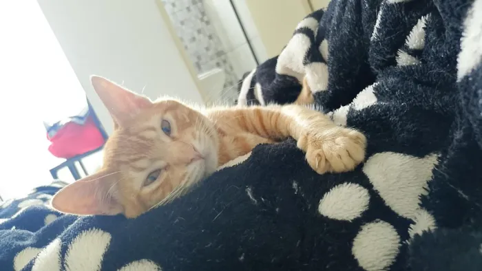 Gato raça SRD-ViraLata idade 2 a 6 meses nome Romeu