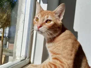 Gato raça SRD-ViraLata idade 2 a 6 meses nome Romeu