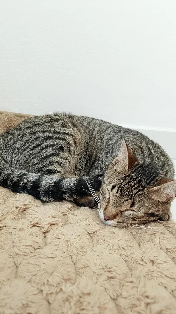 Gato raça SRD-ViraLata idade 2 a 6 meses nome Tutti