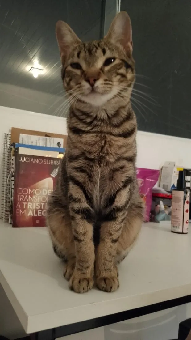 Gato raça SRD-ViraLata idade 2 a 6 meses nome Tutti