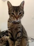 Tutti