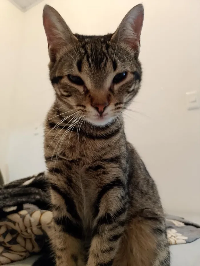 Gato raça SRD-ViraLata idade 2 a 6 meses nome Tutti