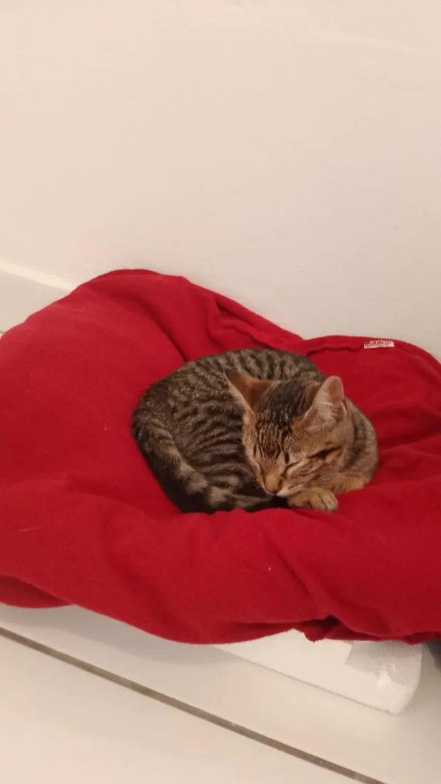 Gato raça SRD-ViraLata idade 2 a 6 meses nome Tutti