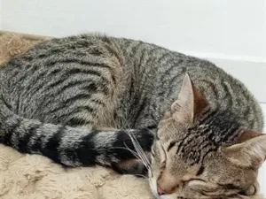 Gato raça SRD-ViraLata idade 2 a 6 meses nome Tutti