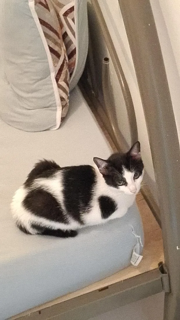 Gato raça SRD-ViraLata idade 2 a 6 meses nome Chiquinha