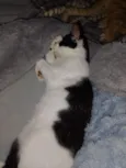 Chiquinha