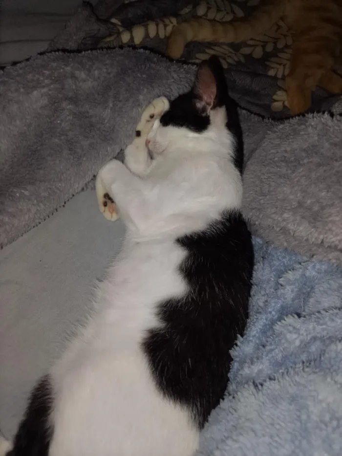 Gato raça SRD-ViraLata idade 2 a 6 meses nome Chiquinha