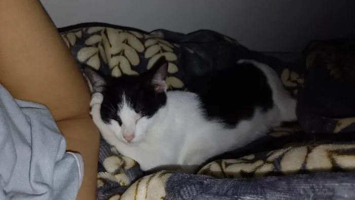 Gato raça SRD-ViraLata idade 2 a 6 meses nome Chiquinha