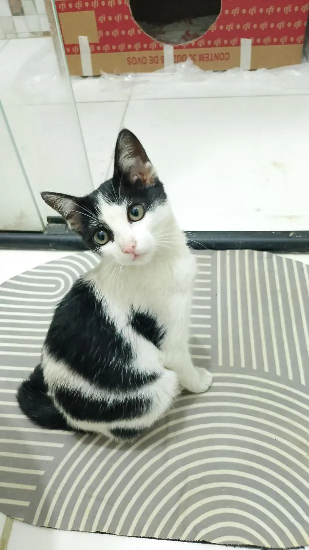 Gato raça SRD-ViraLata idade 2 a 6 meses nome Chiquinha