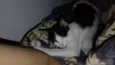 Chiquinha