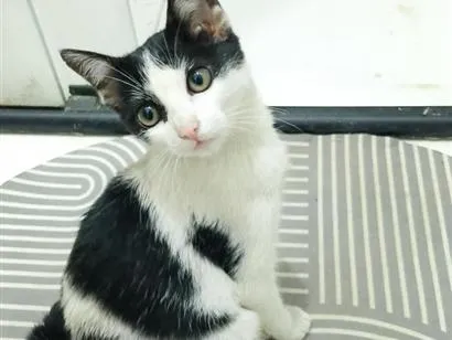 Gato raça SRD-ViraLata idade 2 a 6 meses nome Chiquinha