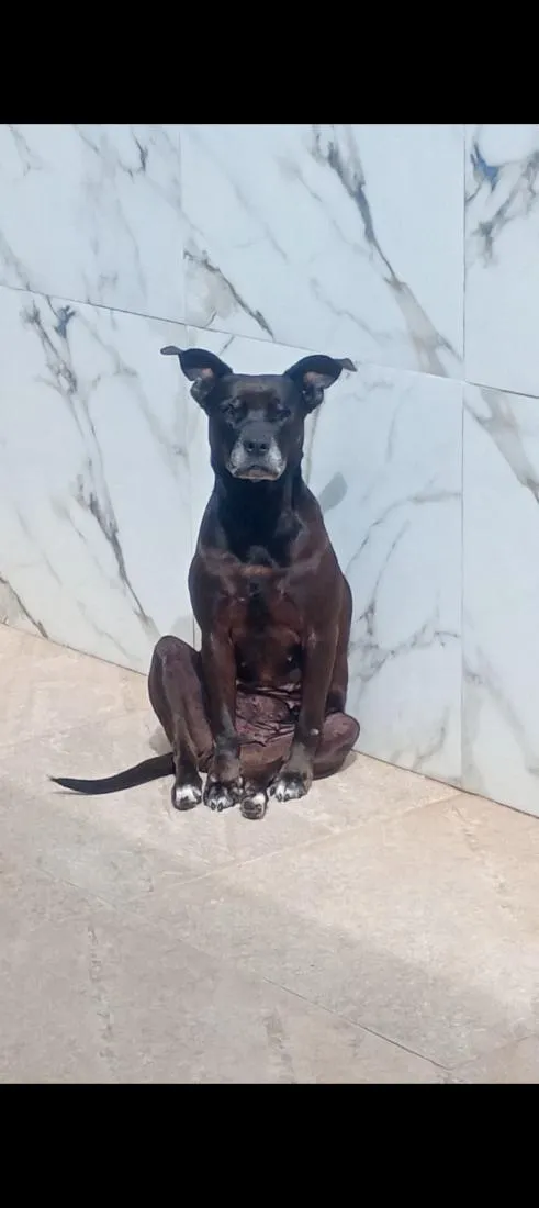 Cachorro raça SRD-ViraLata idade 6 ou mais anos nome DARA