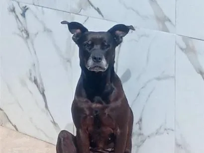 Cachorro raça SRD-ViraLata idade 6 ou mais anos nome DARA
