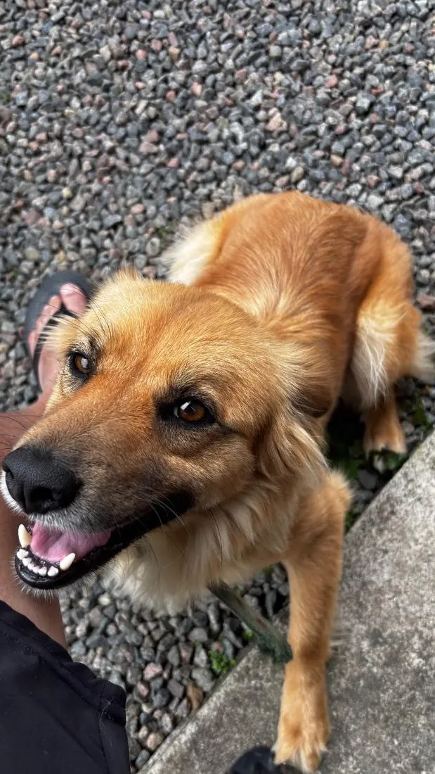 Cachorro raça SRD-ViraLata idade 4 anos nome Belinha