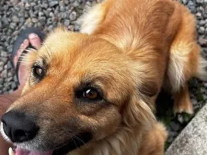 Cachorro raça SRD-ViraLata idade 4 anos nome Belinha