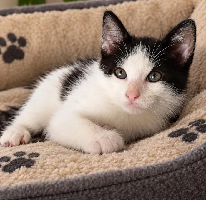 Gato raça SRD-ViraLata idade 2 a 6 meses nome Pingo