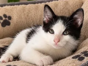 Gato raça SRD-ViraLata idade 2 a 6 meses nome Pingo