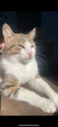Tigre