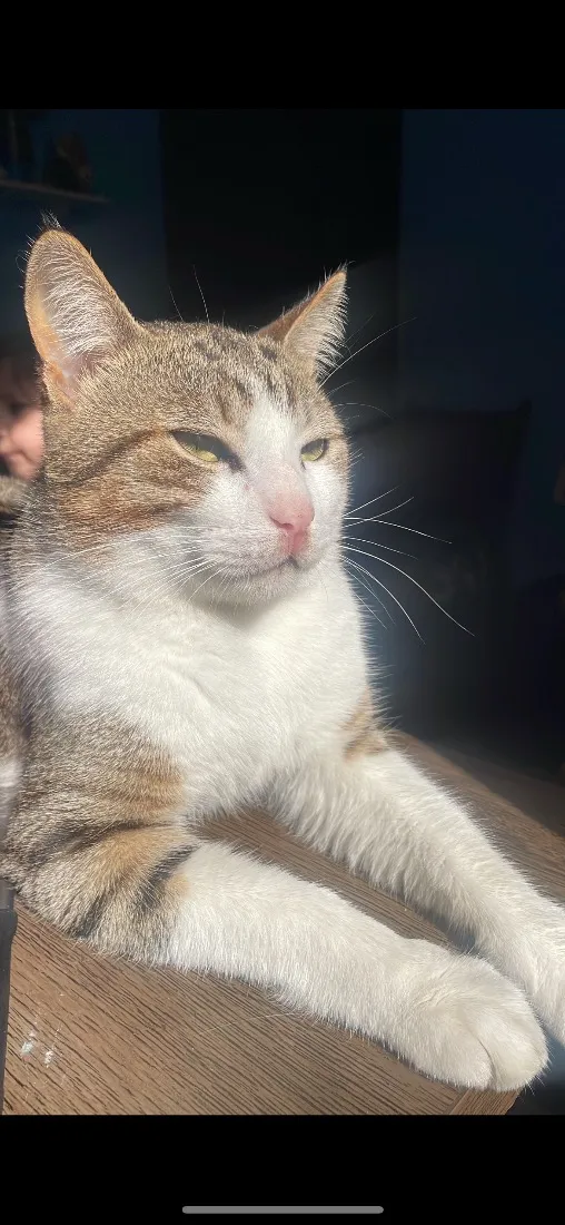 Gato raça SRD-ViraLata idade 1 ano nome Tigre