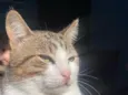 Tigre