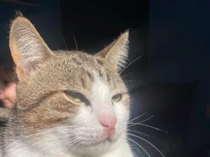 Gato raça SRD-ViraLata idade 1 ano nome Tigre