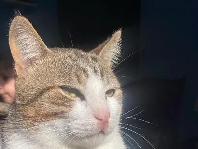 Gato raça SRD-ViraLata idade 1 ano nome Tigre