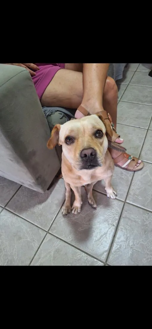 Cachorro raça SRD-ViraLata idade 4 anos nome Tiffany