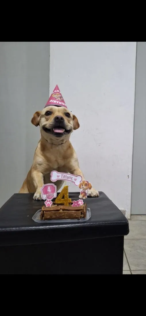 Cachorro raça SRD-ViraLata idade 4 anos nome Tiffany