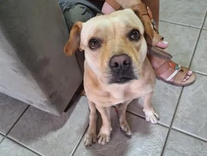 Cachorro raça SRD-ViraLata idade 4 anos nome Tiffany
