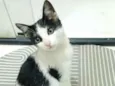 Chiquinha